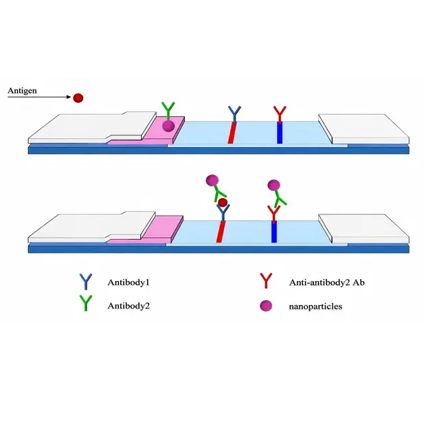 hCG-biomarkerherkenning